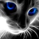 kitty13's Avatar